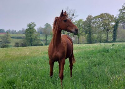 Photo d'un cheval de face